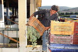 Ξεκινά η παραλαβή οινοστάφυλων