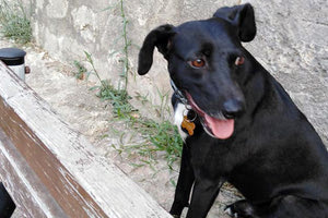 Ο Φοίβος, είναι ένα από τα εκατοντάδες αδέσποτα της πόλης.