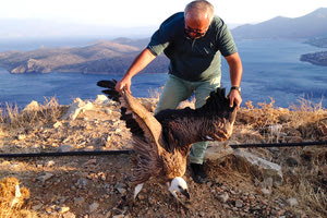 Έσωσαν γύπα στην Ελούντα