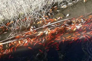 Ένα παράσιτο σκότωσε τα ψάρια στον Αποσελέμη