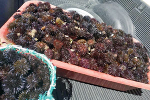 Οι κατασχεθείσες ποσότητες αχινών