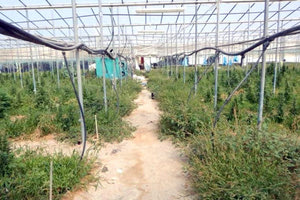 Xασισοφυτεία Αντισκάρι