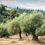 Δείτε όλα τα άρθρα από το χρήστη Αντώνης Πάγκαλος