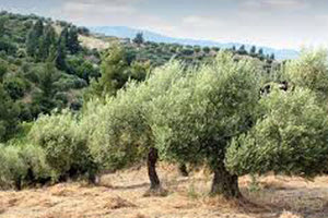ελαιοκαλλιέργεια