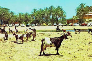 ΦΩΤΟ ΗΜΕΡΑΣ: Στο Βάι με τις κατσίκες