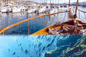 “Λαθρεπιβάτες” σε γιοτ... αλλάζουν το οικοσύστημα