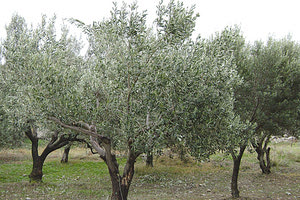 Βρήκε... ραβδισμένο το λιόφυτό