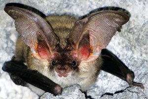 αποικία νυχτερίδων