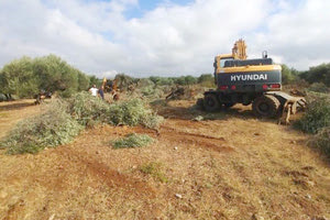 Άρχισαν οι πρώτες εκριζώσεις δέντρων για τα πρώτα έργα στο Καστέλλι