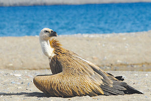 Έσωσαν τον γύπα στον Κουρεμένο.