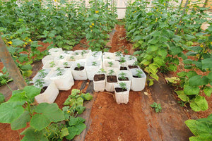 δενδρύλλια κάνναβης στο θερμοκήπιο