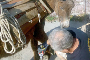 Το πρόγραμμα φροντίδας ιπποειδών