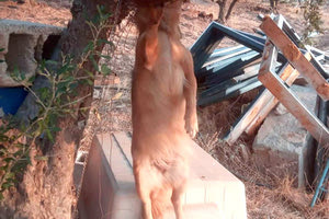Κρέμασαν τον σκύλο 48χρονης σε μετόχι