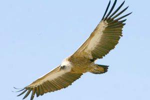 γύπες βιτσίλες