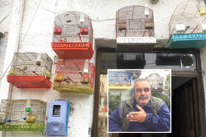 Μια ζωή αφιερωμένη στα καναρίνια ζει ο Ηρακλειώτης Βασίλης Αϊβαλιώτης, ο οποίος όχι μόνο τα φροντίζει, αλλά τους μοιράζει και αξιώματα.