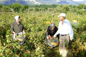 οινοστάφυλα