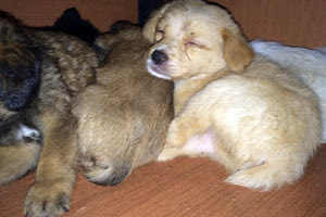 κουταβάκια που βρήκαν πεταμένα