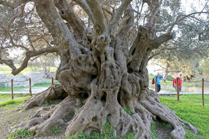 H αρχαία ελιά του Καβουσίου