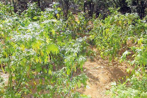 Φυτεία κάνναβης της ποικιλίας  «skunk»