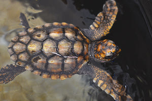 Απελευθερώνουν χελώνα