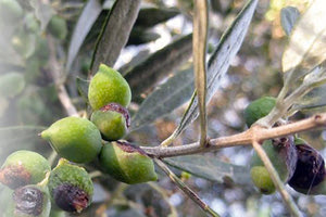 καταστροφές στην ελαιοπαραγωγή από την επέλαση του δάκου