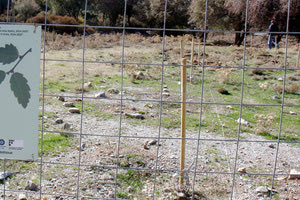 Προστατευόμενο είδος η αμπελιτσιά