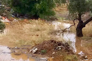 Μεγάλες ζημιές σε ελιές στη Μεσσαρά