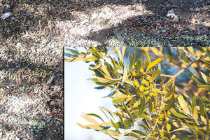 καταστροφή ελαιόδεντρων δακοκτονία