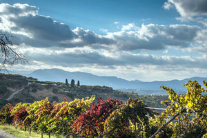 επισκέφθηκαν τα οινοποιεία της Κρήτης λόγω της Ημέρας Οινοτουρισμού