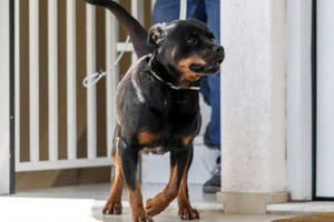 Ροντβάιλερ