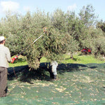 Δείτε όλα τα άρθρα από το χρήστη Νίκου Κ. Σκουλά