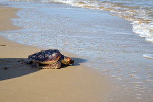 Η μικρή θαλάσσια χελώνα Caretta Caretta οδηγήθηκε με ασφάλεια πίσω στο “σπίτι” της