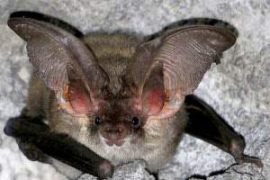 νυχτερίδα