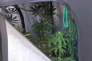 Υδροπονική  καλλιέργεια κάνναβης σε… σκηνή