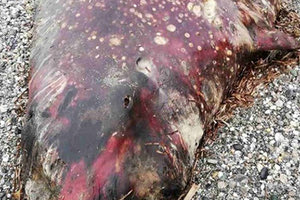 Κήτος 7 μέτρων ξεβράστηκε στις Λίγκρες