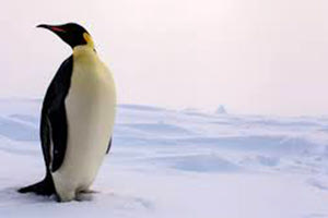 Στους Πόλους της Γης…