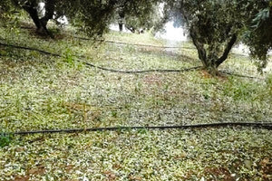 καταστροφές στα ελαιόδεντρα