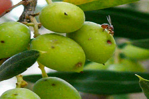 Η επέλαση του δάκου