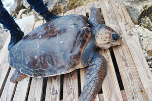 Επιστήμονες του ΕΛΚΕΘΕ ανέλαβαν την περίθαλψη της χελώνας καρέτα- καρέτα η οποία βρέθηκε προχθές στα βράχια στην περιοχή του Καράβολα