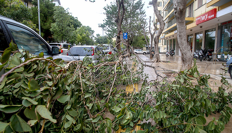 Καθημερινό φαινόμενο οι κοπές δέντρων