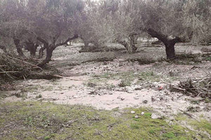 ζημιές στις ελιές