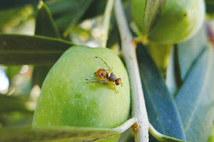 δάκος στην ελαιοπαραγωγή