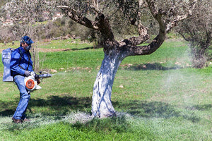 πρόγραμμα δακοκτονίας