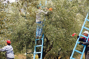 αγρότες ελαιοπαραγωγή