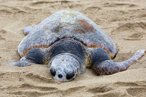μια νεκρή χελώνα στην παραλία του Καρτερού