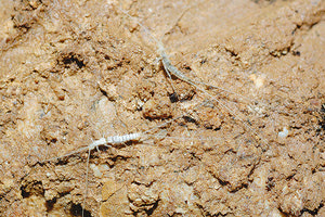 Νέα είδη Δίπλουρων ανακάλυψαν οι σπηλαιολόγοι στην Κρήτη!