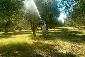 πρόγραμμα δακοκτονίας
