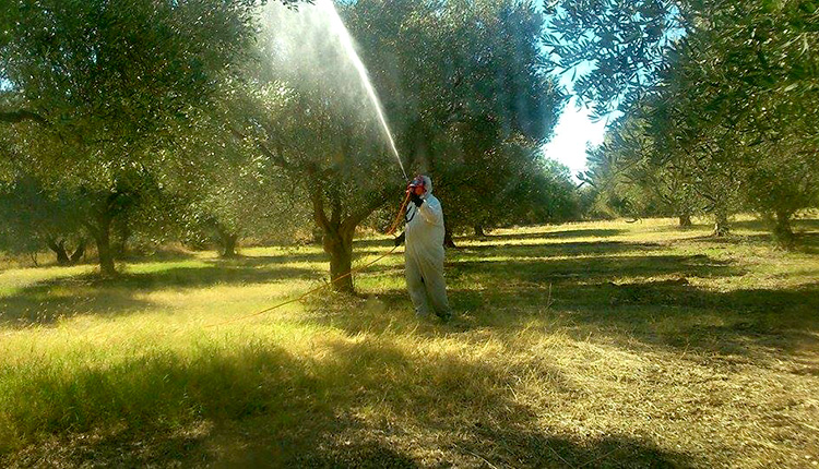 Διεθνής διαγωνισμός για τη δακοκτονία - ΠΑΤΡΙΣ