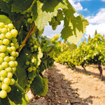 Δείτε όλα τα άρθρα από το χρήστη Δημ. Κων Σαρρής