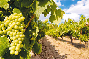 αμπέλι - στυφύλι